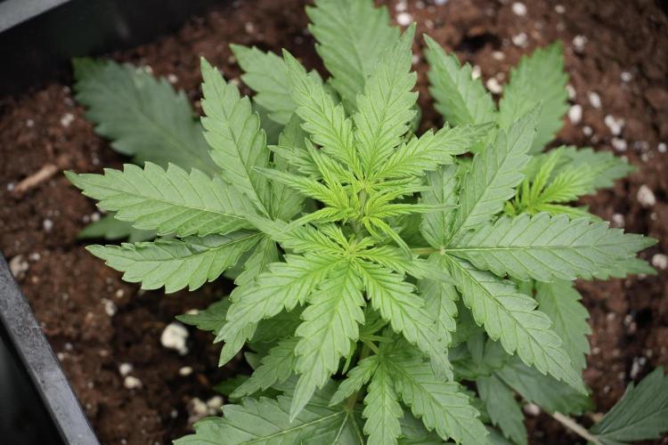 Pheno B Purple CousKush Auto By Zamnesia. Week 4 - Purple CousKush B