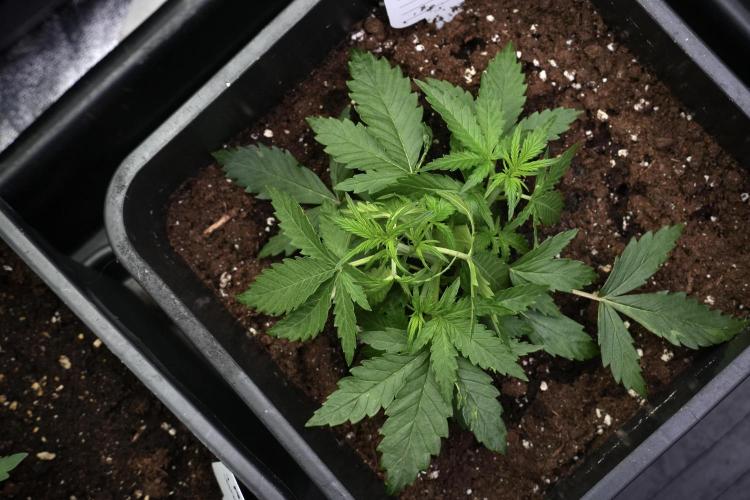 Pheno B Purple CousKush Auto By Zamnesia. Week 4 - Purple CousKush B LST