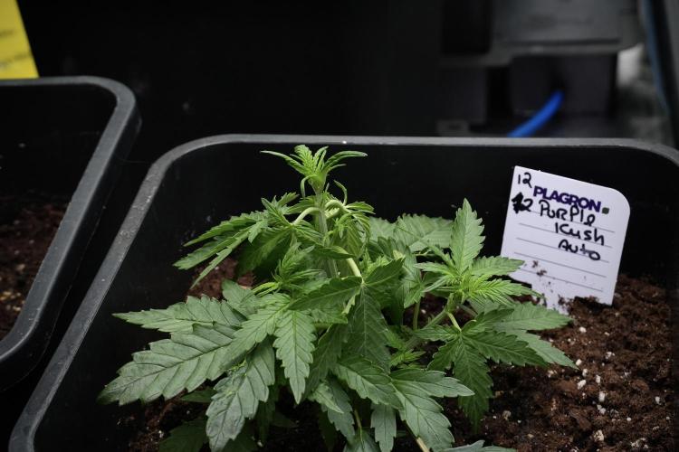 Pheno B Purple CousKush Auto By Zamnesia. Week 4 - Purple CousKush B