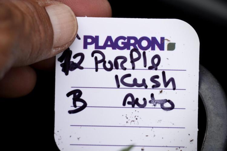 Pheno B Purple CousKush Auto By Zamnesia. Week 4 - Purple CousKush B