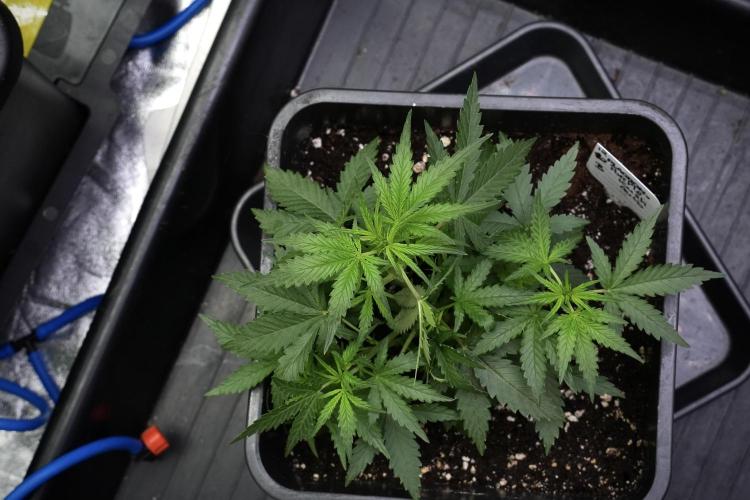 Pheno B Purple CousKush Auto By Zamnesia. Week 4 - Purple CousKush B
