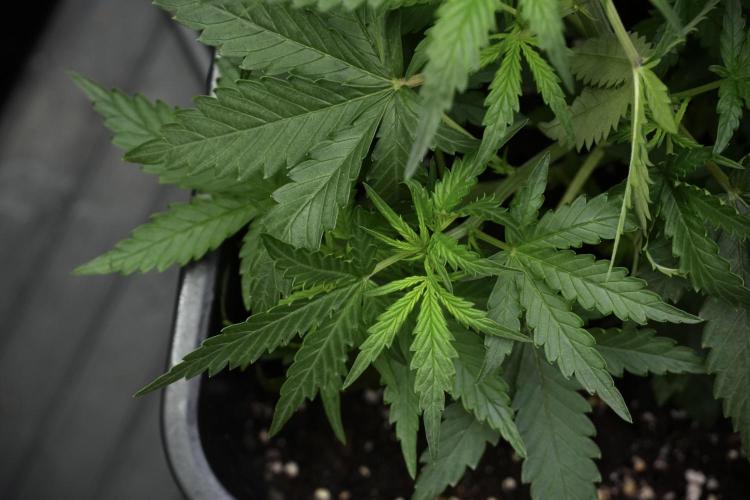 Pheno B Purple CousKush Auto By Zamnesia. Week 4 - Purple CousKush B