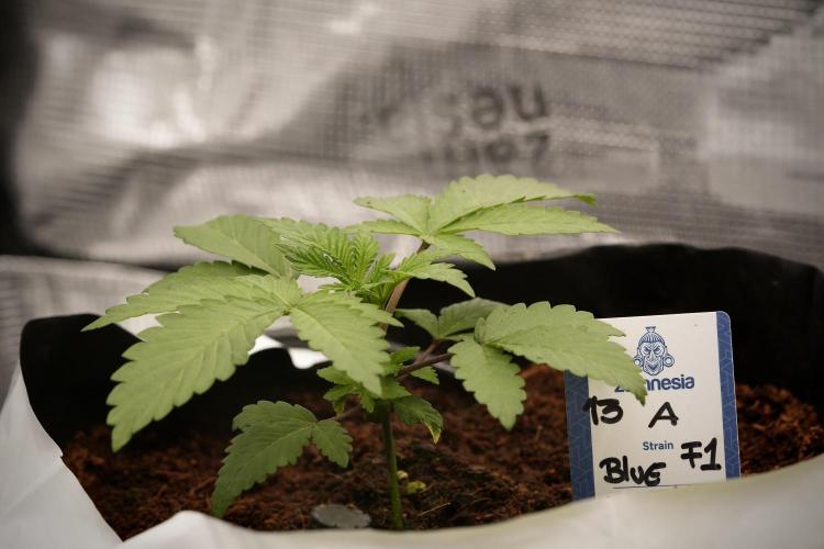 Blue Waffle F1 Zamnesia Pheno A. Week 3 - Blue Waffle F1 Plat A