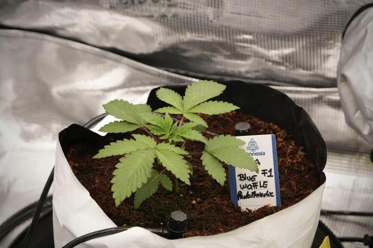 Blue Waffle F1 Zamnesia Pheno A. Week 3 - Blue Waffle F1 Plat A