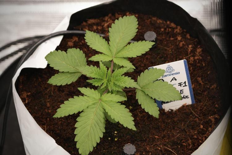 Blue Waffle F1 Zamnesia Pheno A. Week 3 - Blue Waffle F1 Plat A
