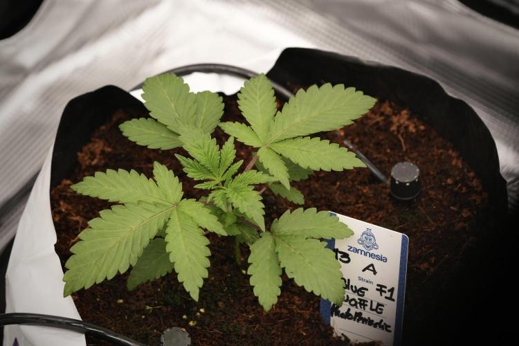 Blue Waffle F1 Zamnesia Pheno A. Week 3 - Blue Waffle F1 Plat A