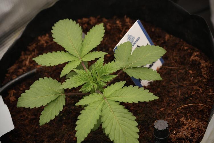 Blue Waffle F1 Zamnesia Pheno A. Week 3 - Blue Waffle F1 Plat A