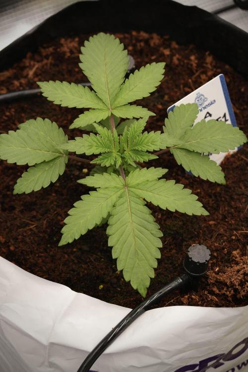 Blue Waffle F1 Zamnesia Pheno A. Week 3 - Blue Waffle F1 Plat A