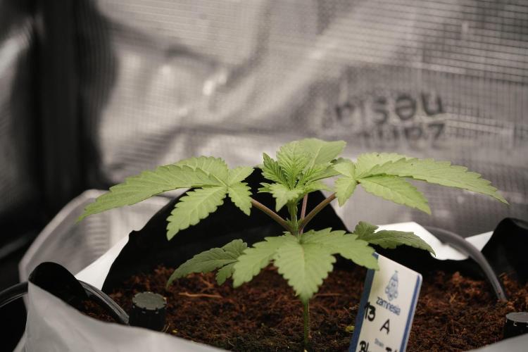 Blue Waffle F1 Zamnesia Pheno A. Week 3 - Blue Waffle F1 Plat A