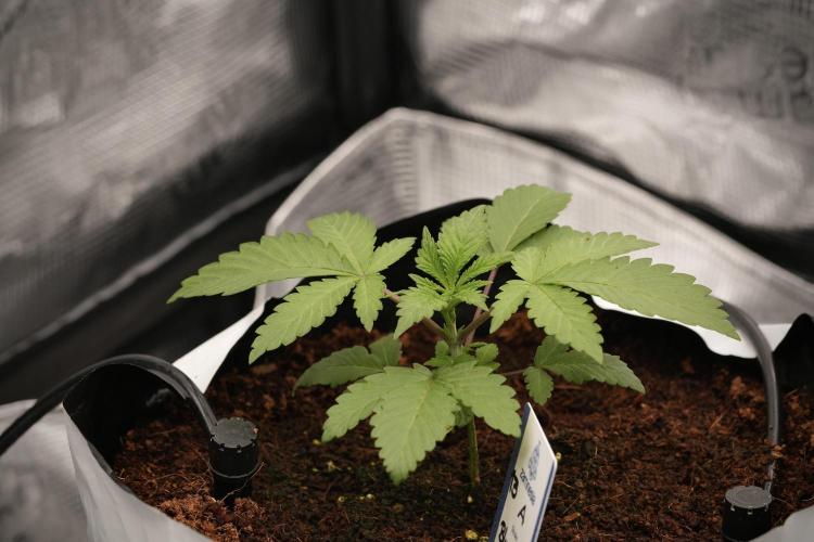Blue Waffle F1 Zamnesia Pheno A. Week 3 - Blue Waffle F1 Plat A