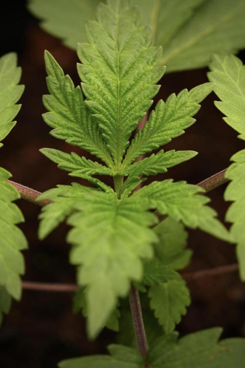 Blue Waffle F1 Zamnesia Pheno A. Week 3 - Blue Waffle F1 Plat A
