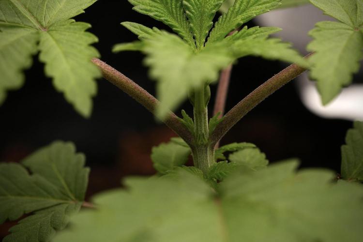 Blue Waffle F1 Zamnesia Pheno A. Week 3 - Blue Waffle F1 Plat A