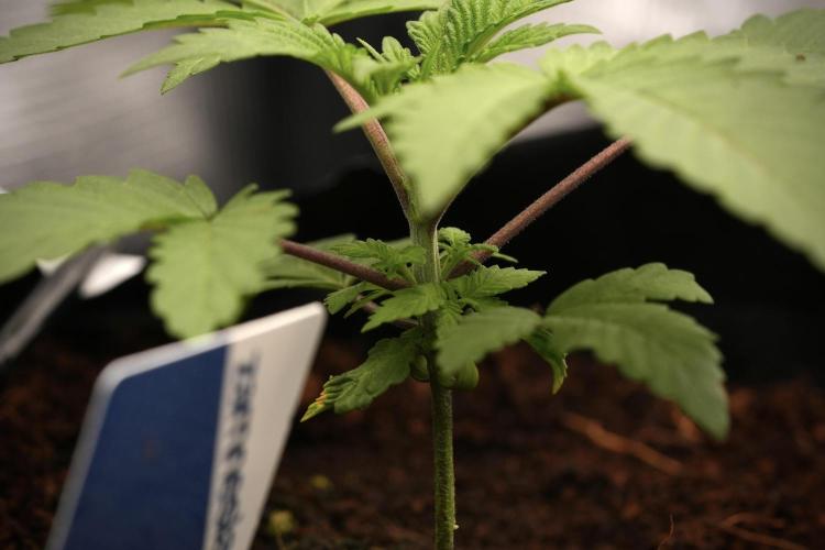 Blue Waffle F1 Zamnesia Pheno A. Week 3 - Blue Waffle F1 Plat A
