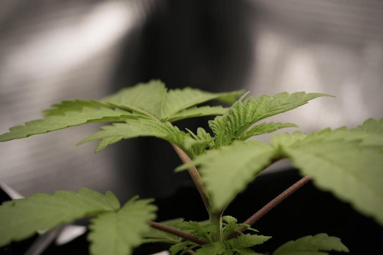 Blue Waffle F1 Zamnesia Pheno A. Week 3 - Blue Waffle F1 Plat A