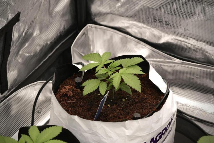 Blue Waffle F1 Zamnesia Pheno A. Week 3 - Blue Waffle F1 Plat A