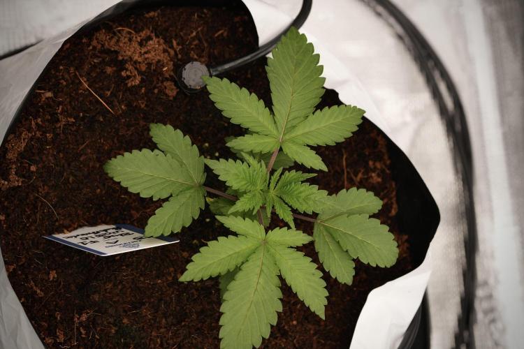 Blue Waffle F1 Zamnesia Pheno A. Week 3 - Blue Waffle F1 Plat A