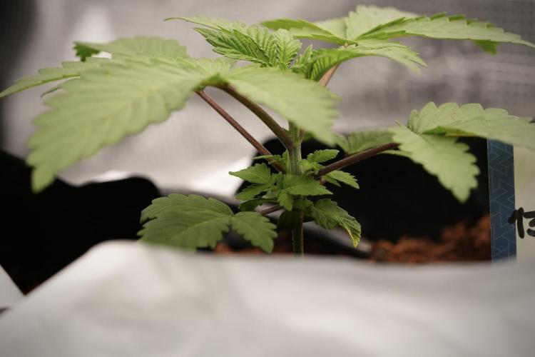Blue Waffle F1 Zamnesia Pheno A. Week 3 - Blue Waffle F1 Plat A