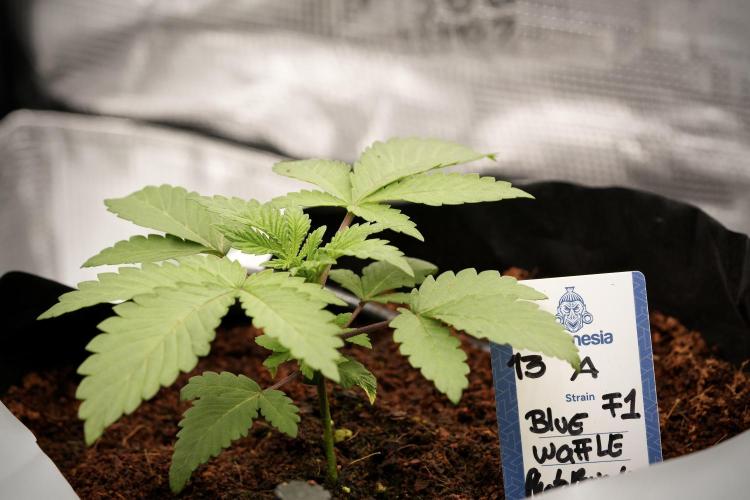 Blue Waffle F1 Zamnesia Pheno A. Week 3 - Blue Waffle F1 Plat A