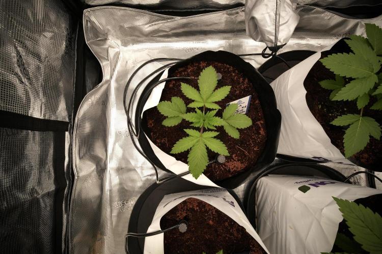 Blue Waffle F1 Zamnesia Pheno A. Week 3 - Blue Waffle F1 Plat A
