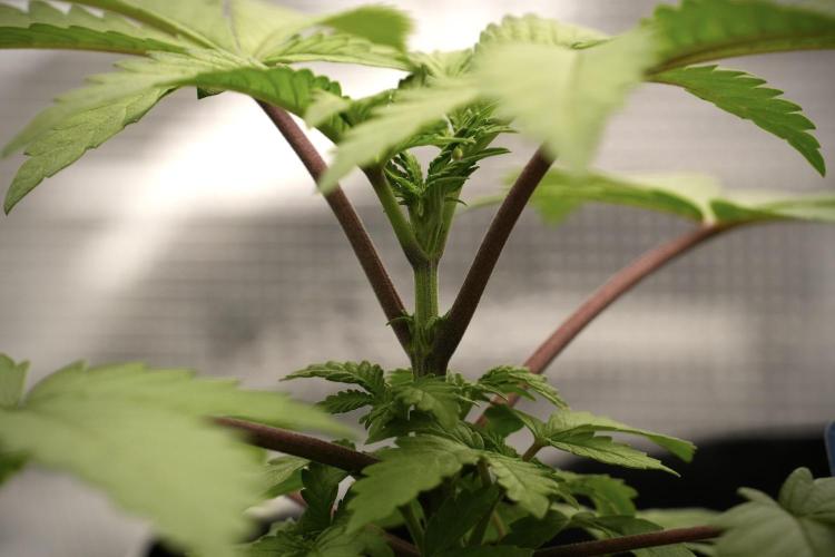 Blue Waffle F1 Zamnesia Pheno A. Week 3 - Blue Waffle F1 Plat A