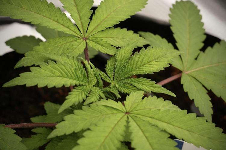 Blue Waffle F1 Zamnesia Pheno A. Week 3 - Blue Waffle F1 Plat A