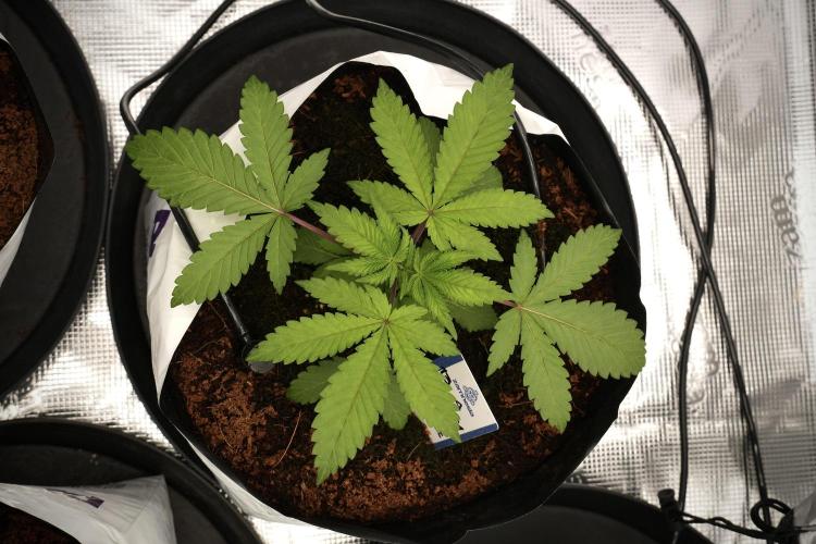 Blue Waffle F1 Zamnesia Pheno A. Week 3 - Blue Waffle F1 Plat A
