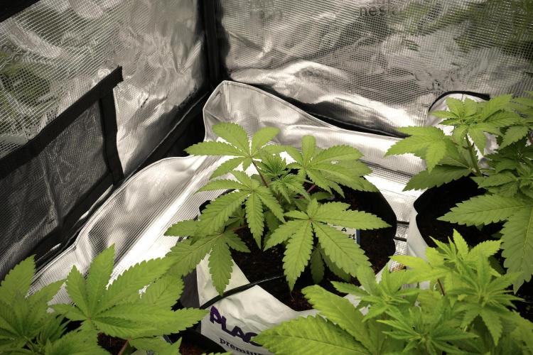 Blue Waffle F1 Zamnesia Pheno A. Week 3 - Blue Waffle F1 Plat A