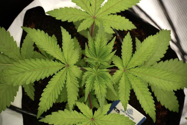 Blue Waffle F1 Zamnesia Pheno A. Week 3 - Blue Waffle F1 Plat A