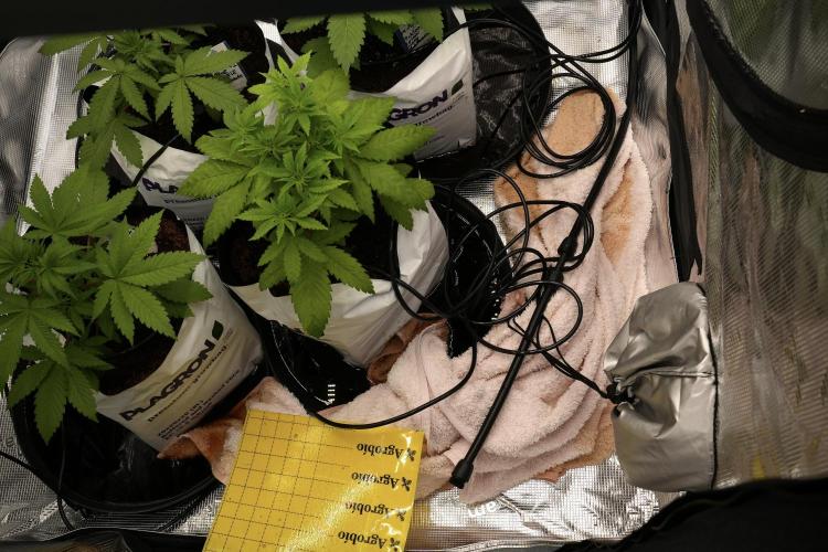 Blue Waffle F1 Zamnesia Pheno A. Week 3 - cleaning the ups
