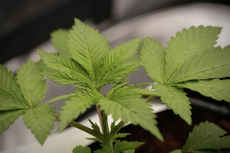 Pheno B Blue Waffle  F1 Zamnesia. Week 3 - Blue Waffle F1 Pheno B