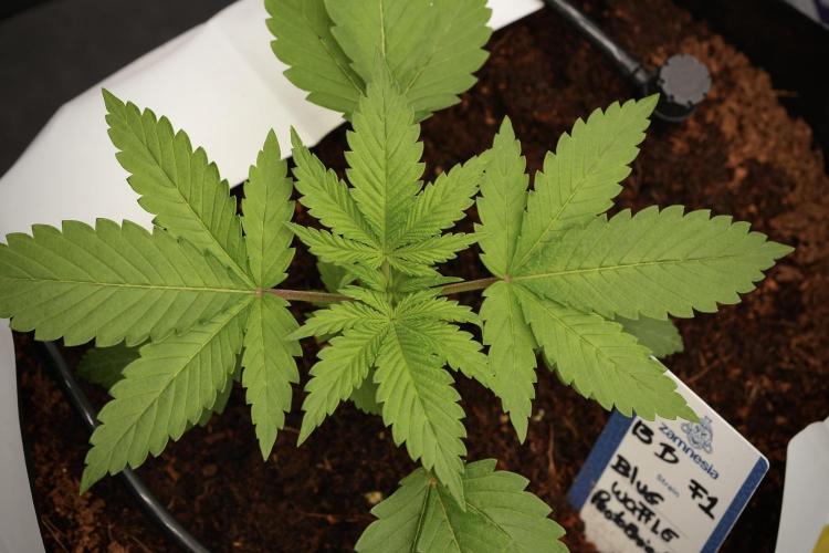 Pheno B Blue Waffle  F1 Zamnesia. Week 3 - Blue Waffle F1 Pheno B