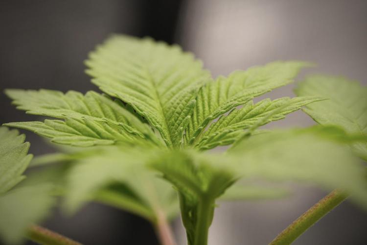 Pheno B Blue Waffle  F1 Zamnesia. Week 3 - Blue Waffle F1 Pheno B