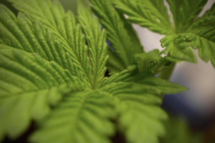 Pheno B Blue Waffle  F1 Zamnesia. Week 3 - Blue Waffle F1 Pheno B