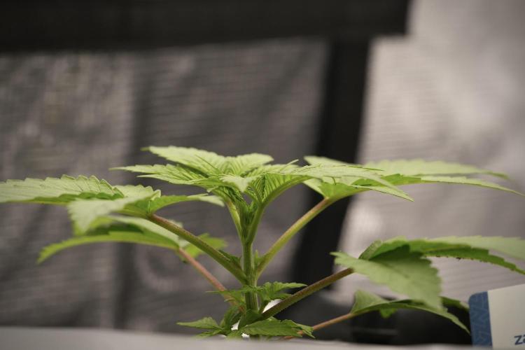 Pheno B Blue Waffle  F1 Zamnesia. Week 3 - Blue Waffle F1 Pheno B