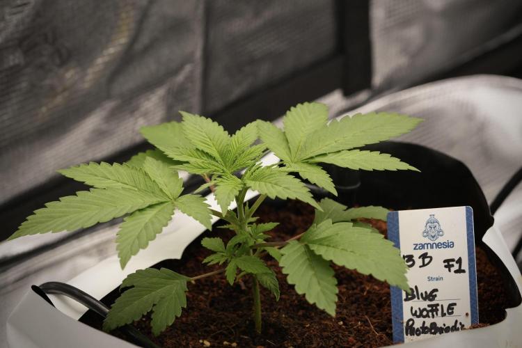 Pheno B Blue Waffle  F1 Zamnesia. Week 3 - Blue Waffle F1 Pheno B