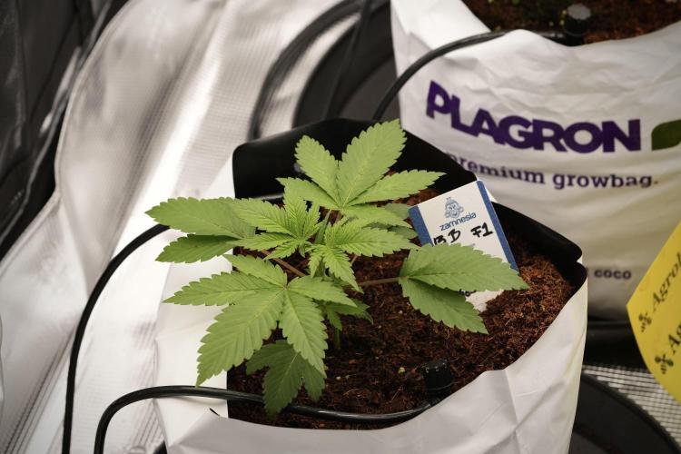 Pheno B Blue Waffle  F1 Zamnesia. Week 3 - Blue Waffle F1 Pheno B