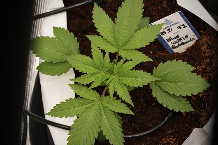 Pheno B Blue Waffle  F1 Zamnesia. Week 3 - Blue Waffle F1 Pheno B