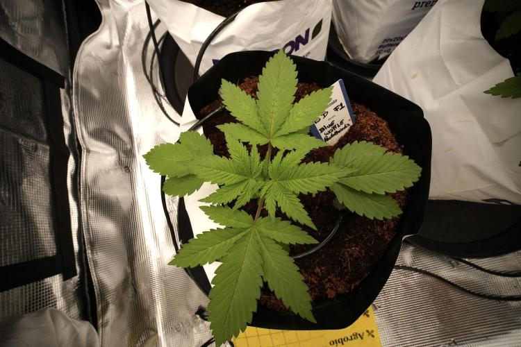 Pheno B Blue Waffle  F1 Zamnesia. Week 3 - Blue Waffle F1 Pheno B