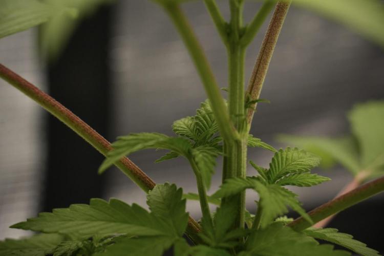 Pheno B Blue Waffle  F1 Zamnesia. Week 3 - Blue Waffle F1 Pheno B