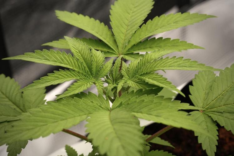 Pheno B Blue Waffle  F1 Zamnesia. Week 3 - Blue Waffle F1 Pheno B