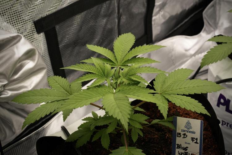 Pheno B Blue Waffle  F1 Zamnesia. Week 3 - Blue Waffle F1 Pheno B