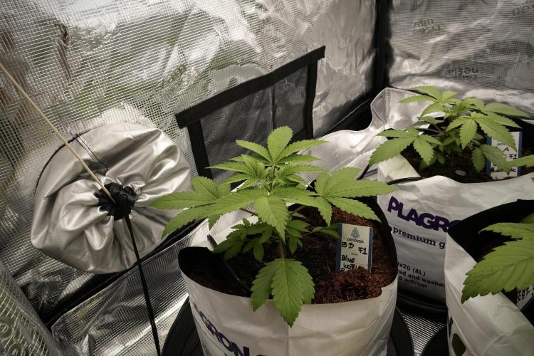 Pheno B Blue Waffle  F1 Zamnesia. Week 3 - Blue Waffle F1 Pheno B
