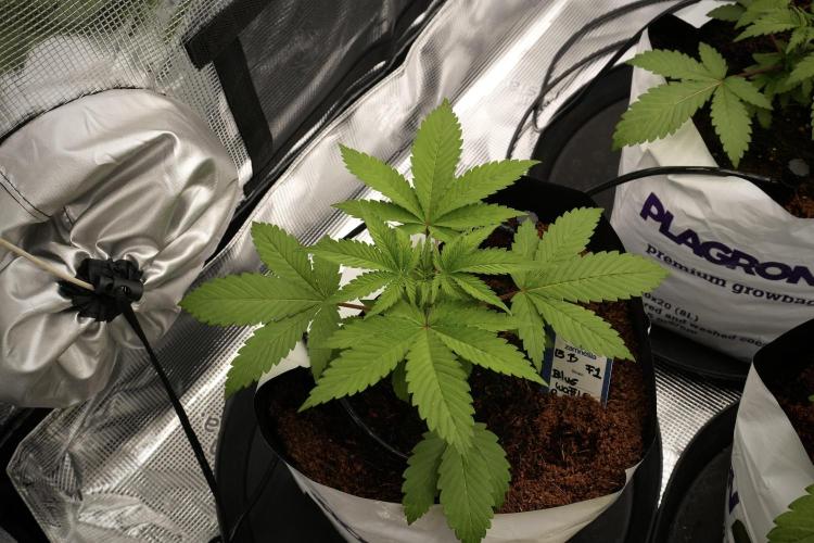 Pheno B Blue Waffle  F1 Zamnesia. Week 3 - Blue Waffle F1 Pheno B