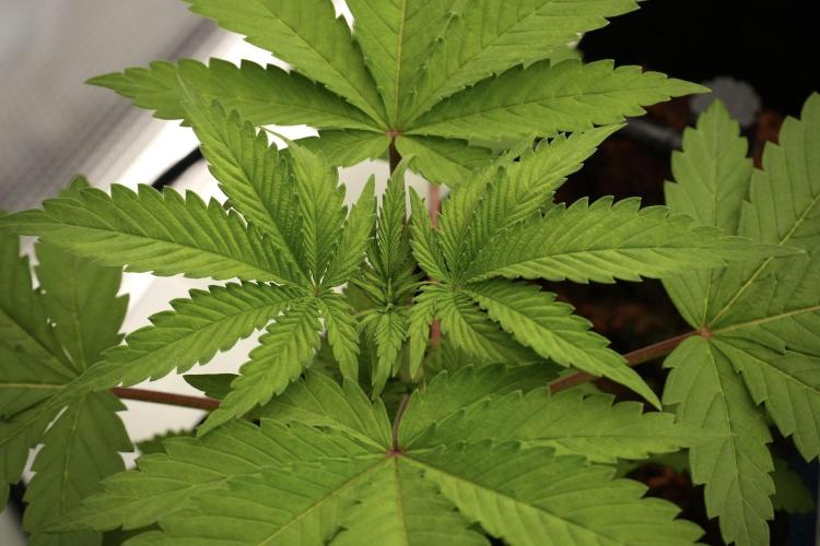 Pheno B Blue Waffle  F1 Zamnesia. Week 3 - Blue Waffle F1 Pheno B