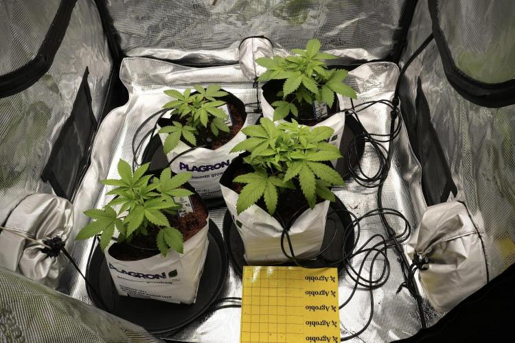 Pheno B Blue Waffle  F1 Zamnesia. Week 3 - Room
