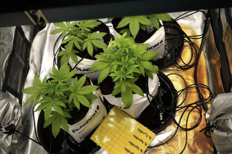 Pheno B Blue Waffle  F1 Zamnesia. Week 3 - Room flood 