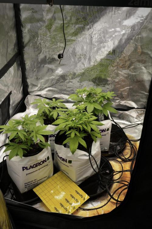 Pheno B Blue Waffle  F1 Zamnesia. Week 3 - Room flood 