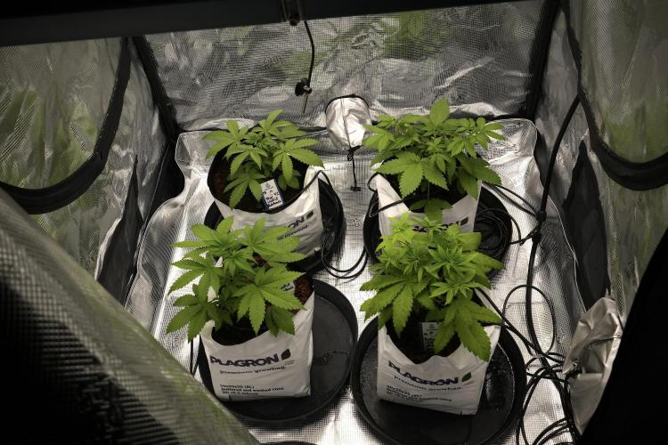 Pheno B Blue Waffle  F1 Zamnesia. Week 3 - room clean and ready to go