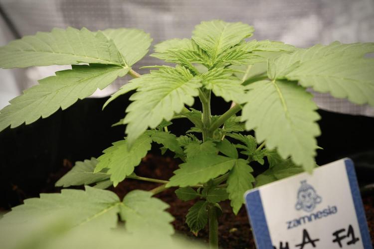 Pickle Lemon Haze F1 Zamnesia Pheno A. Week 3 - Pickle Lemon Haze F1