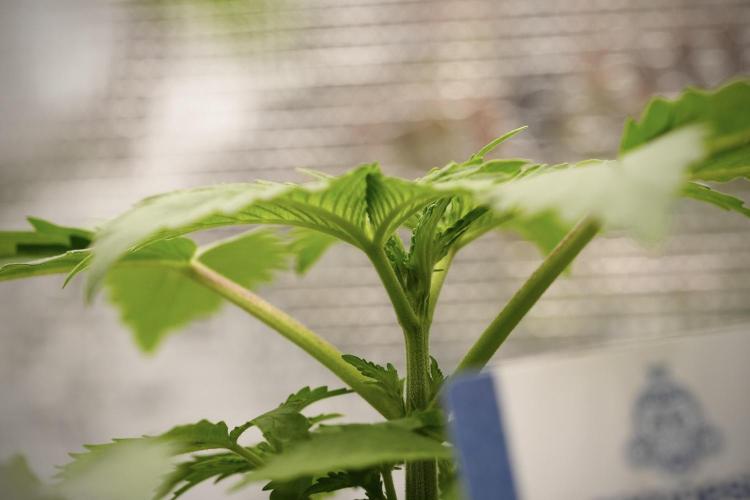 Pickle Lemon Haze F1 Zamnesia Pheno A. Week 3 - Pickle Lemon Haze F1